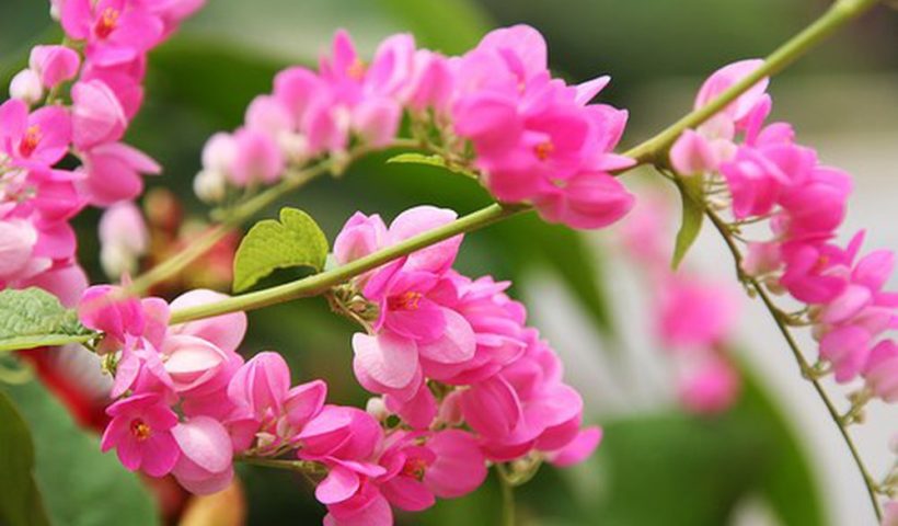 Hai sắc hoa Ti-gôn: Tác giả của dòng thơ lãng mạn